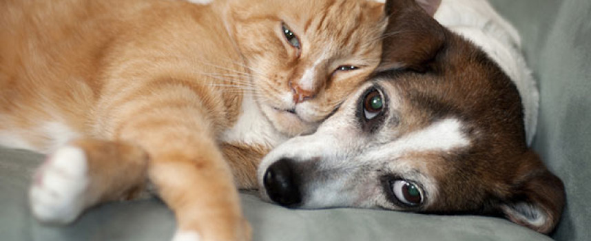 Want to protect your pet from unnecessary injections? Have a personal pet vaccination waiver!