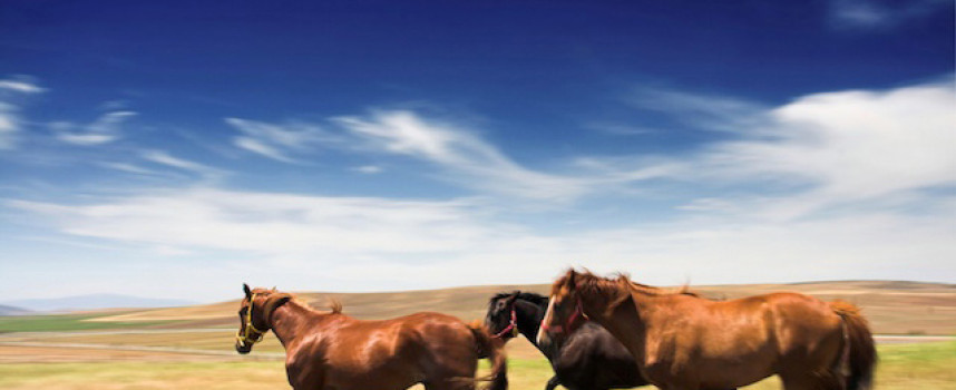 Horse slaughter in America: Feds illegally rounded up thousands of wild horses and handed them over to be destroyed for profit