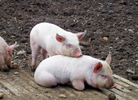 SICK: Chinese biotech company to start selling genetically modified miniature pigs as pets