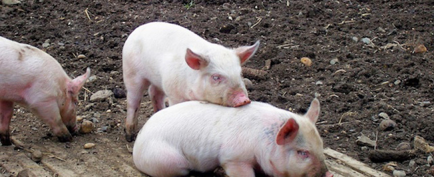 SICK: Chinese biotech company to start selling genetically modified miniature pigs as pets