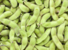 SCIENCE WARNING: Genetically modified soybeans cause stunted growth of animal offspring